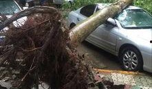 大树爆料视频大全集,揭秘视频大全集精彩瞬间